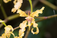 Cyrtochilum