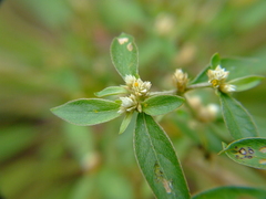 Alternanthera halimifolia