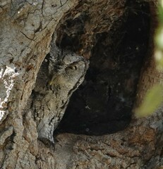 Megascops asio mccallii