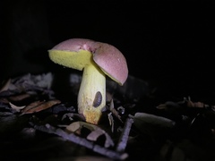 Boletus sensibilis