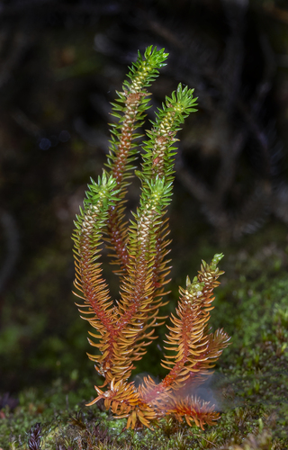 Huperzia erubescens