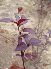 Alternanthera pubiflora