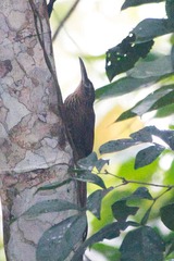 Xiphorhynchus guttatus