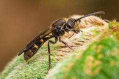 Neocorynura