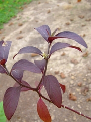 Alternanthera pubiflora