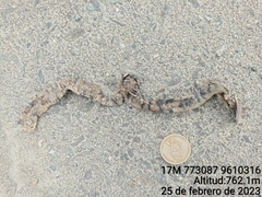 Amphisbaena fuliginosa bassleri