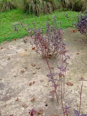 Alternanthera pubiflora