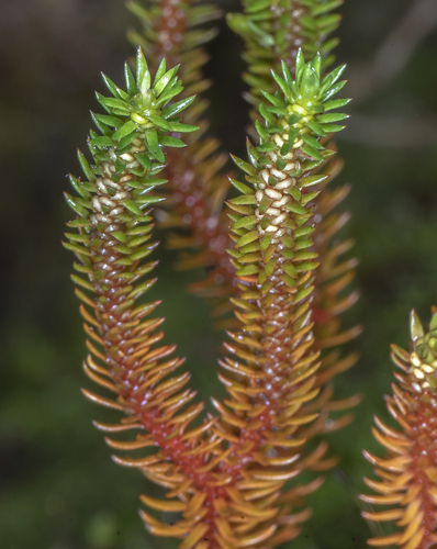 Huperzia erubescens