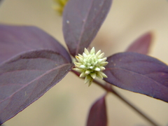 Alternanthera pubiflora