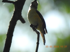 Pericrocotus cinnamomeus