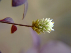Alternanthera pubiflora