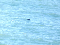 Melanitta perspicillata