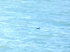 Melanitta perspicillata