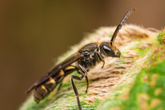 Neocorynura