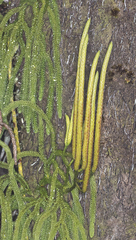 Lycopodium venustulum