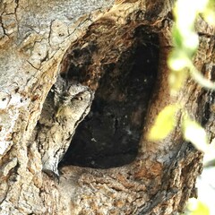 Megascops asio mccallii