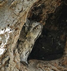 Megascops asio mccallii