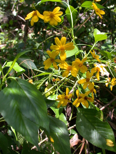 Bidens polycephala observed 2003-12-09