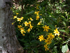 Bidens microcephala