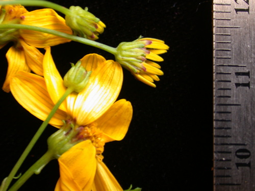 Bidens polycephala observed 2003-12-09