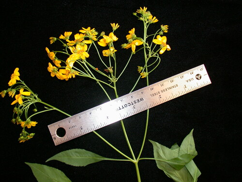 Bidens polycephala observed 2003-12-09