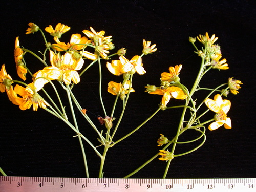 Bidens polycephala in life