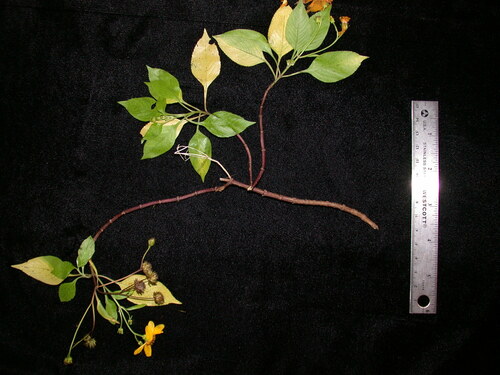 Bidens polycephala observed 2003-12-08