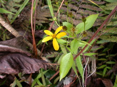 Bidens microcephala