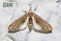 Cirrhochrista fuscusa