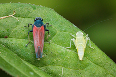 Cardioscarta flavifrons