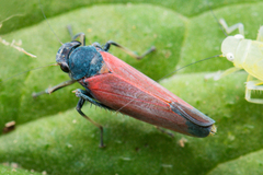 Cardioscarta flavifrons