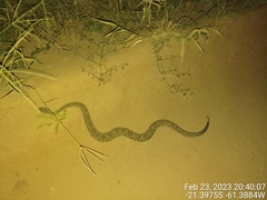 Crotalus durissus