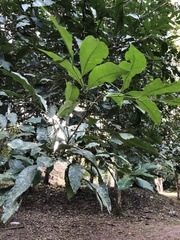 Brosimum alicastrum