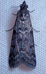 Pyla fusca