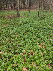 Pachysandra terminalis