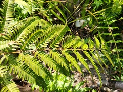 Sphaeropteris lepifera