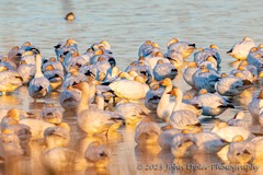 Anser caerulescens atlanticus