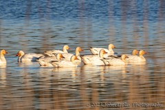 Anser caerulescens atlanticus