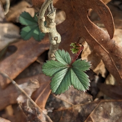Potentilla canadensis