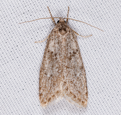 Semioscopis inornata