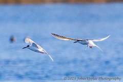 Thalasseus sandvicensis