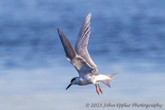 Thalasseus sandvicensis