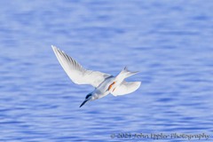 Thalasseus sandvicensis