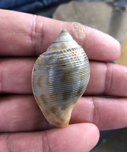 Sconsia grayi observed 2018-09-29