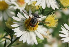 Gymnoclytia
