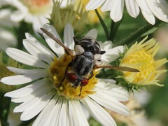 Gymnoclytia