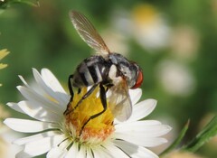Gymnoclytia