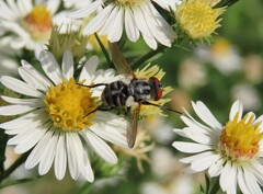 Gymnoclytia