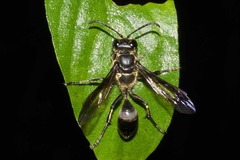 Isodontia