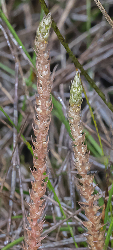 Selaginella deflexa observed 2022-09-27